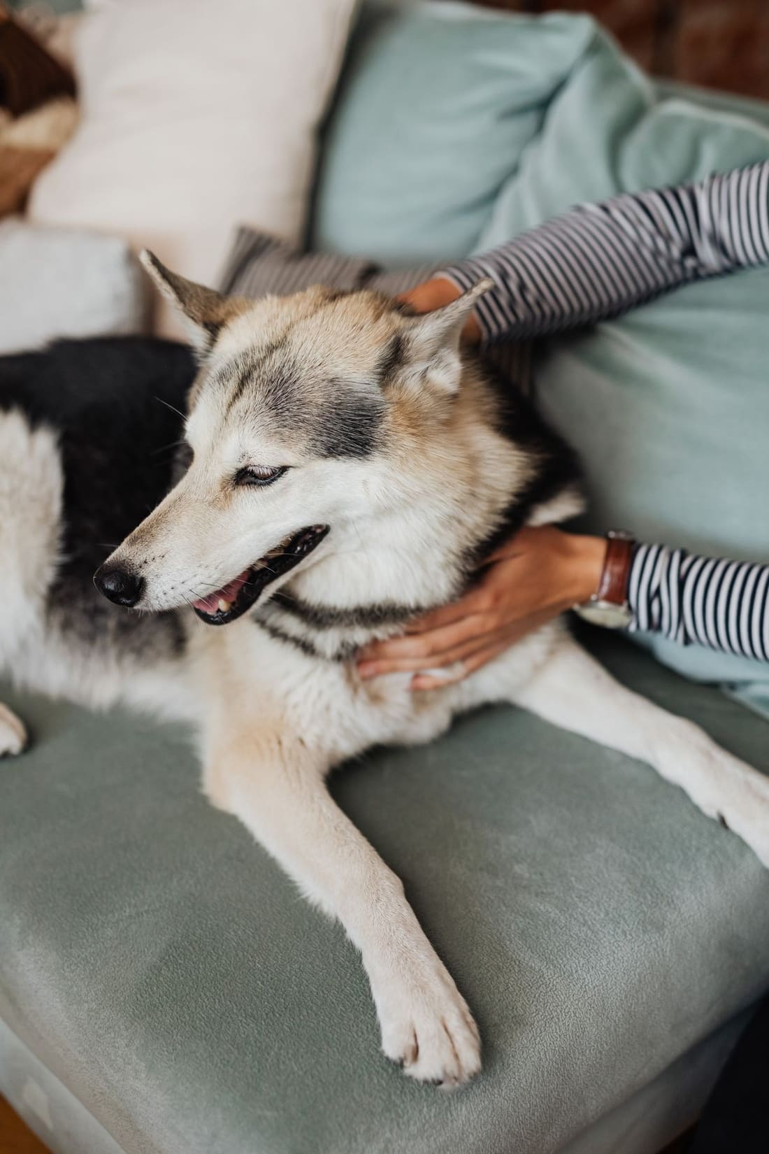 Fleas Control