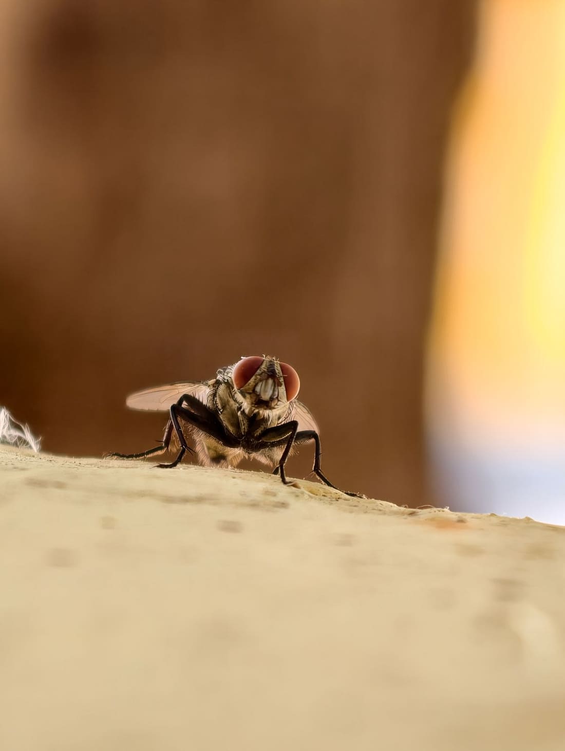 Flies Control