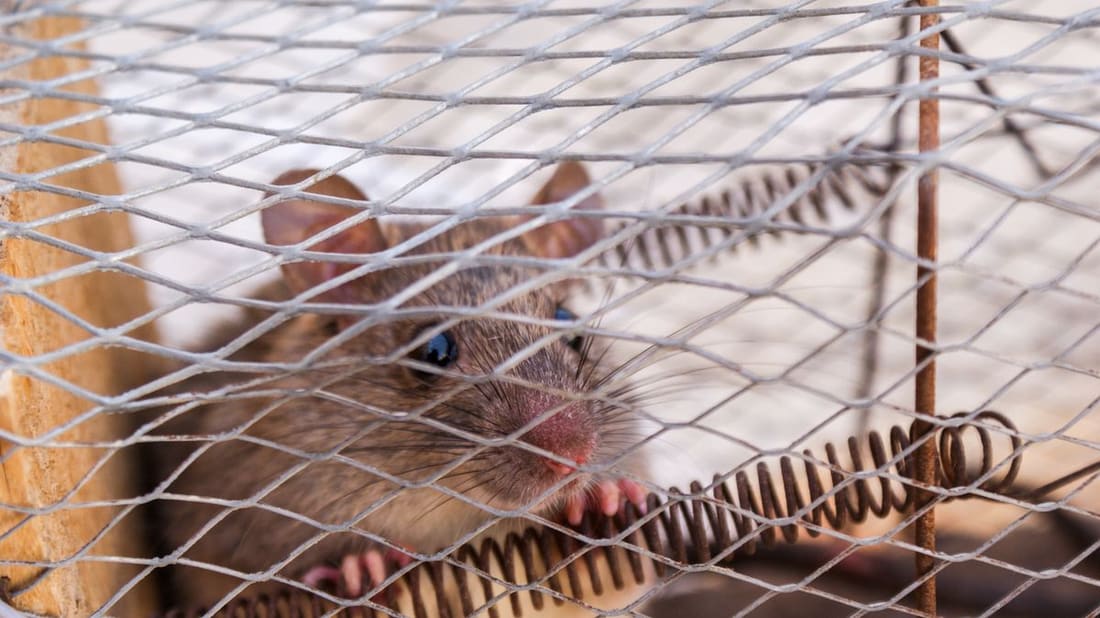 Rats & Rodent Control