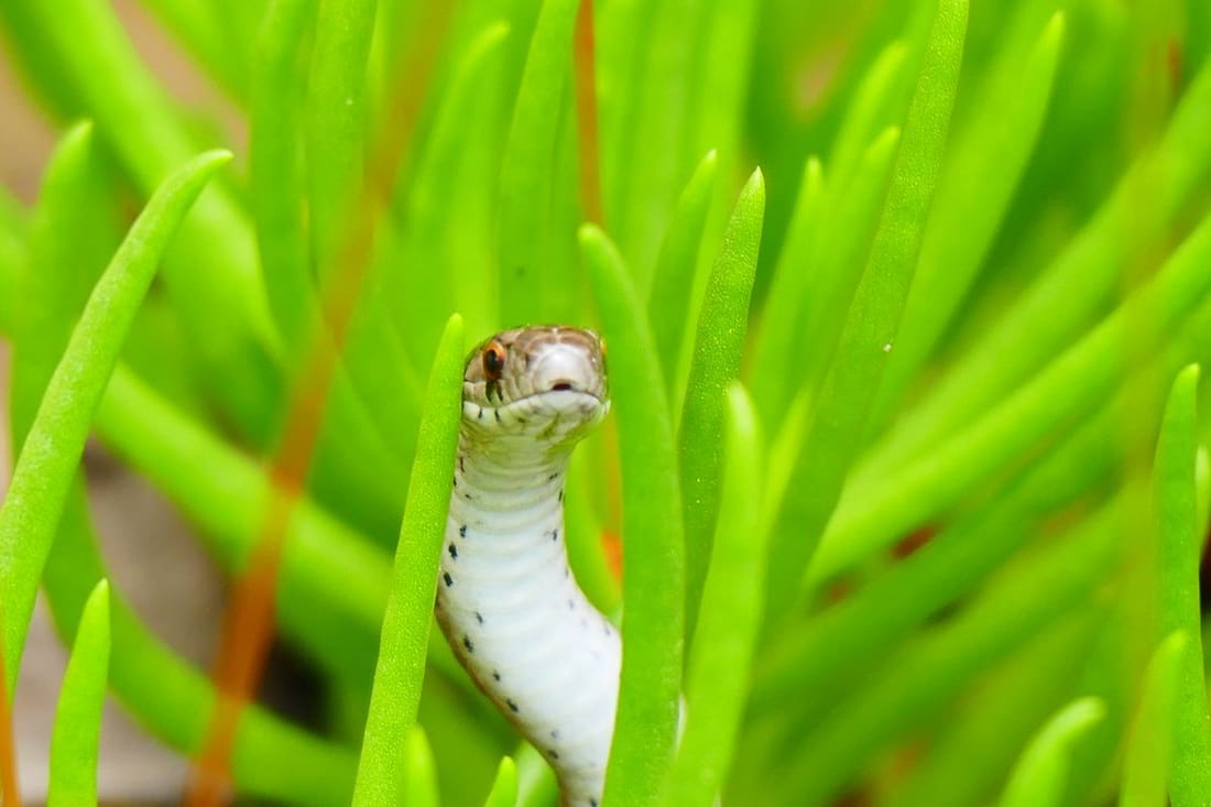 Snakes Control
