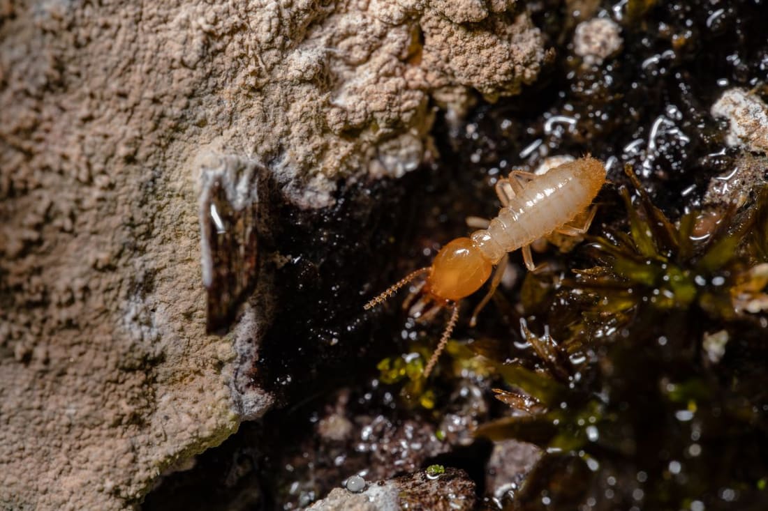 Termites Control